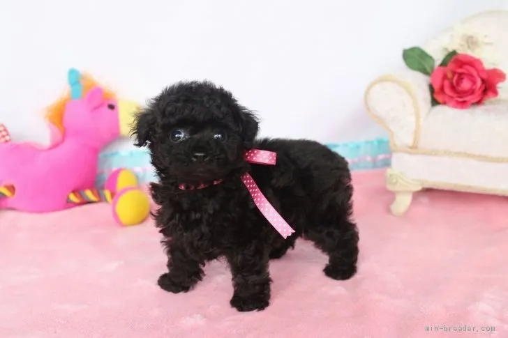 ID：1904-02703の子犬