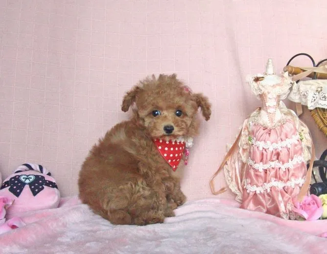 ID:1401-00625の子犬