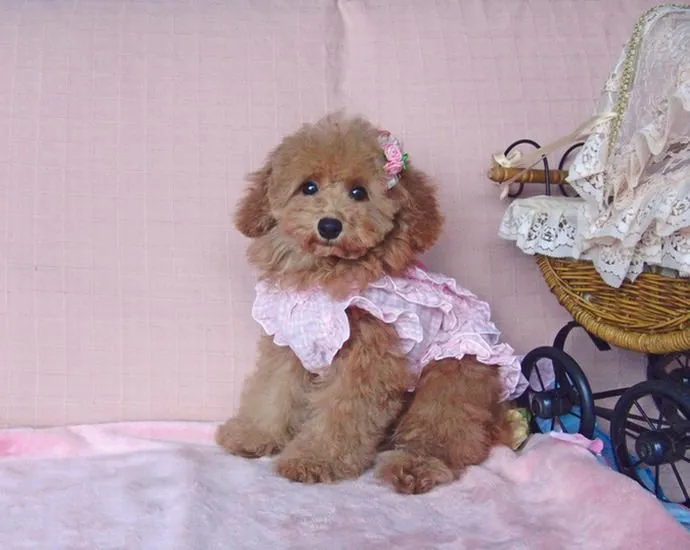 ID：1407-01456の子犬