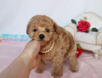 トイプードル(タイニー)【徳島県・男の子・2021年2月27日・アプリコット】の写真「短いお鼻♥少し垂れ目の可愛い男の子♥」