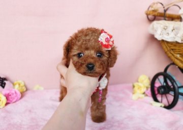 トイプードル(タイニー)【徳島県・男の子・2015年12月19日・レッド】の写真「穏やかなお顔の可愛い子です♪」