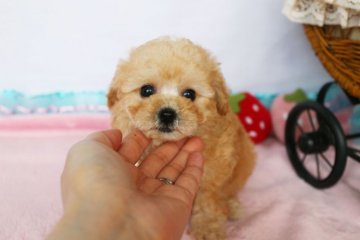 トイプードル(タイニー)【徳島県・女の子・2019年5月20日・アプリコット】の写真「短いお鼻☆かわいい女の子☆」
