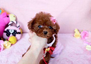 トイプードル(ティーカップ)【徳島県・女の子・2014年12月10日・レッド】の写真「★お鼻超短めタイプです♪★」