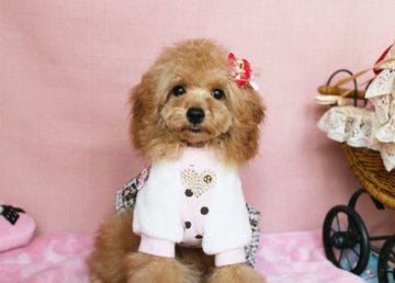 トイプードル(タイニー)【徳島県・男の子・2016年10月14日・レッド】の写真「良血統★やさしいお顔の子です♪」