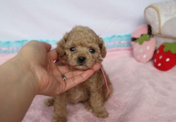 トイプードル(ティーカップ)【徳島県・男の子・2018年5月4日・アプリコット】の写真「♥離れたお目め・短いお鼻で超可愛いです♥」