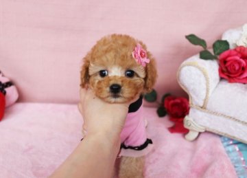 トイプードル(タイニー)【徳島県・女の子・2016年12月22日・アプリコット】の写真「お鼻が短く、お顔の可愛い子です♡　」