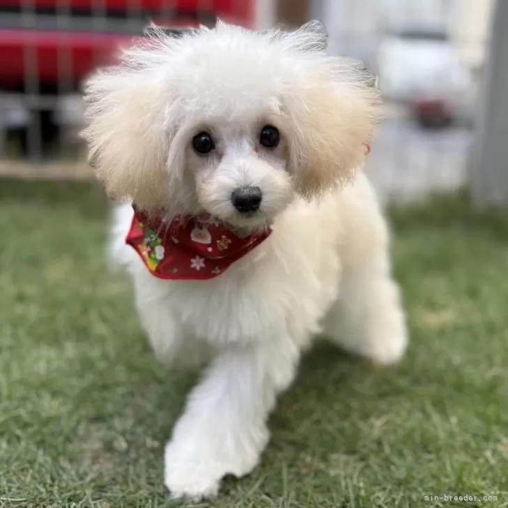 ID：2408-00555の子犬