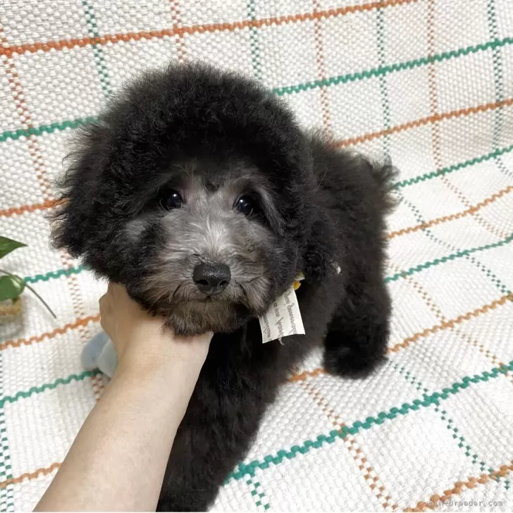 ID：2505-02365の子犬