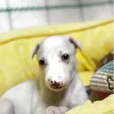 ウィペット