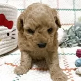 タイニープードル