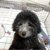 タイニープードル【兵庫県・男の子・2025年4月14日・シルバー】の写真2