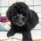 タイニープードル【兵庫県・男の子・2025年4月14日・シルバー】の写真3