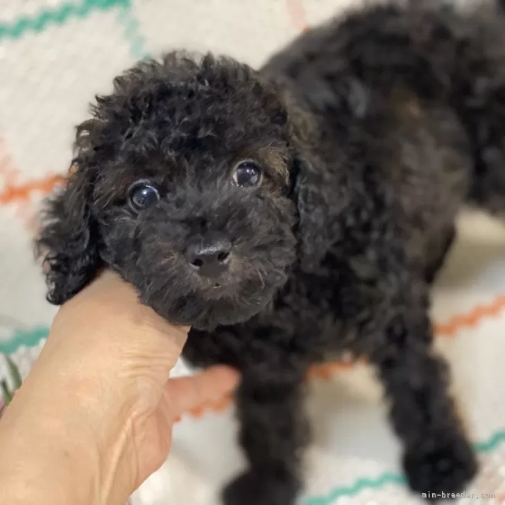 ID：2411-00742の子犬