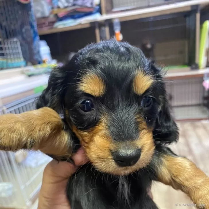 ID：2408-04554の子犬