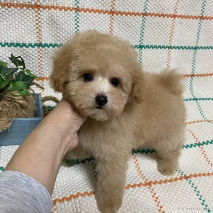 ID:2303-03823の子犬