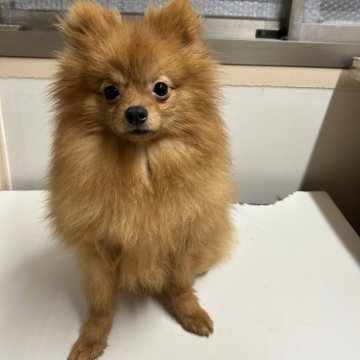 ポメラニアン【熊本県・男の子・2024年5月9日・オレンジ】の写真「ムチムチ長男」
