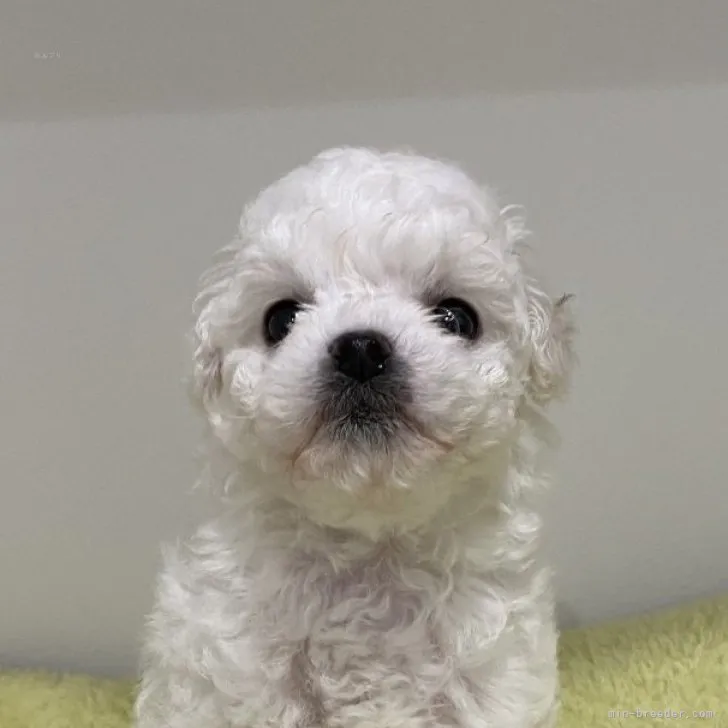 ID：2311-04622の子犬