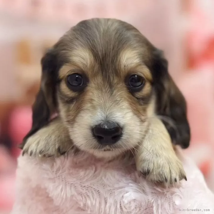 FK 様のお迎えした子犬