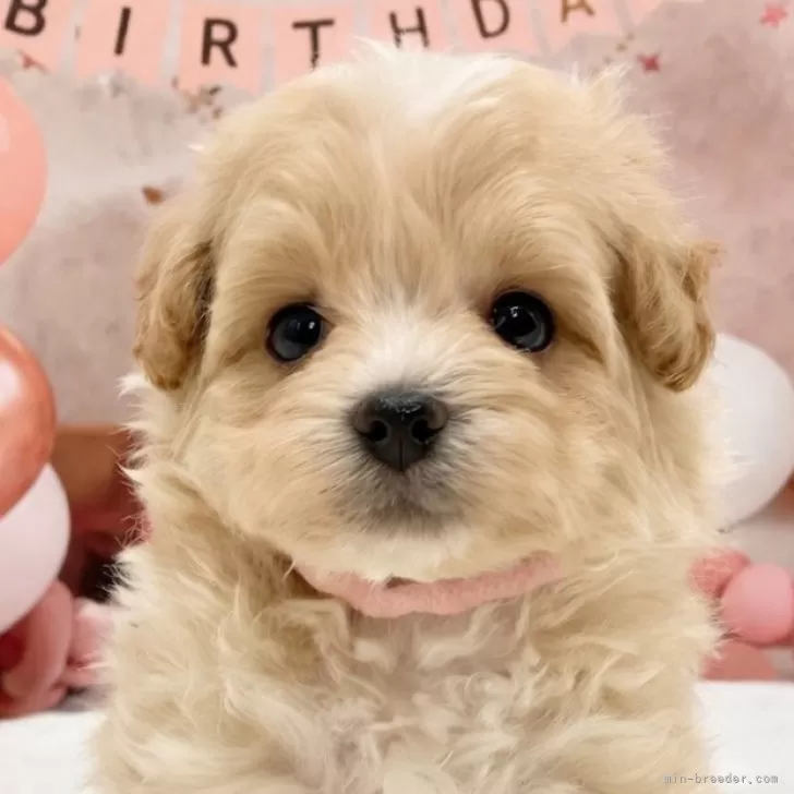 ID：2604-02748の子犬