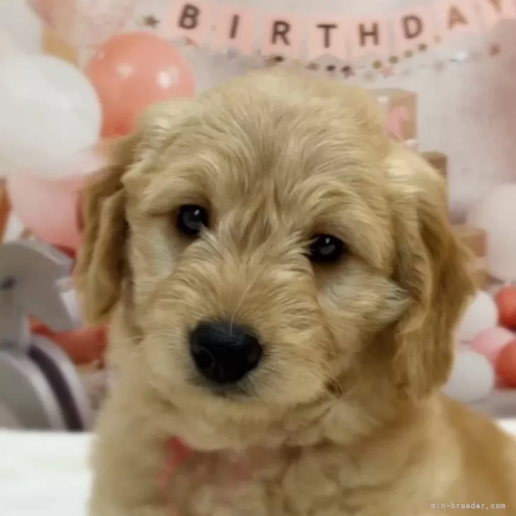 よし 様のお迎えした子犬