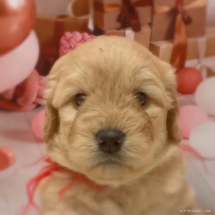 ID：2505-02081の子犬