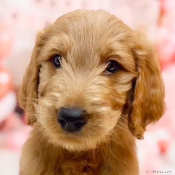 ID：2501-02774の子犬