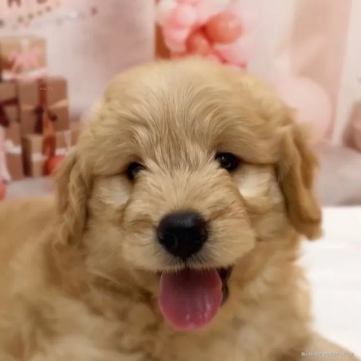 ID：2505-02071の子犬
