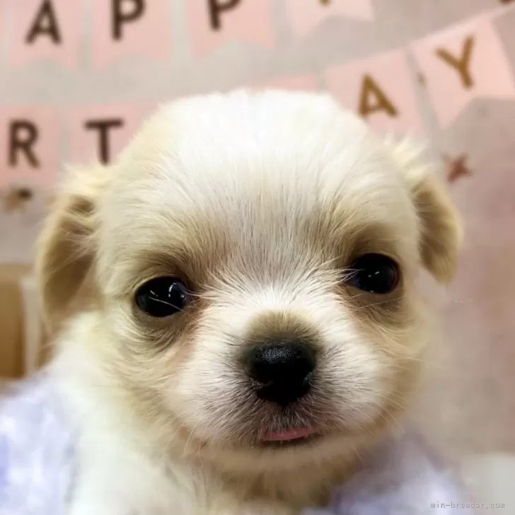 ID：2504-06551の子犬