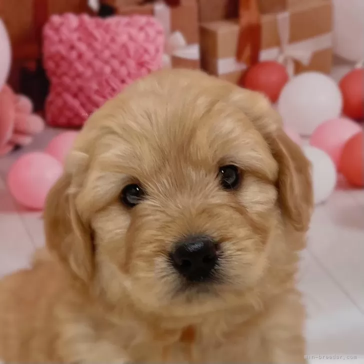 ID：2505-02084の子犬