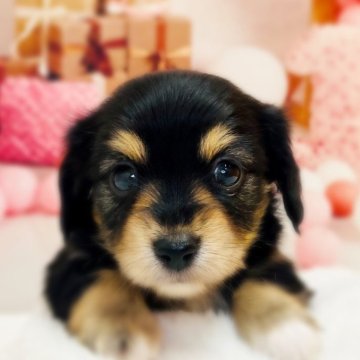 チワックス(チワワ×ダックスフンド)【千葉県・女の子・2025年11月11日・ブラック/タン】の写真「ママのルルちゃんのカラーそっくりです😊」