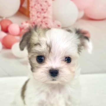 チワマル(マルチーズ×チワワ)【千葉県・男の子・2025年9月23日・ホワイト/クリーム】の写真「きゅるきゅるおめめが可愛い男の子🥰」