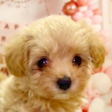 マルプー(マルチーズ×トイプードル)【千葉県・男の子・2025年9月4日・クリーム】の写真「女の子の様なクリクリお目目❤︎小柄で可愛い男の子♪」