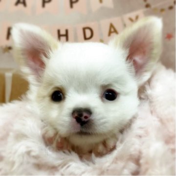 チワワ(ロング)【千葉県・男の子・2025年2月16日・ホワイト/クリーム】の写真「まん丸のお顔でとっても可愛いです🥰」