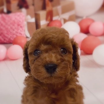 トイプードル(トイ)【千葉県・女の子・2025年8月7日・レッド】の写真「1番色が濃いレッドです🥰」