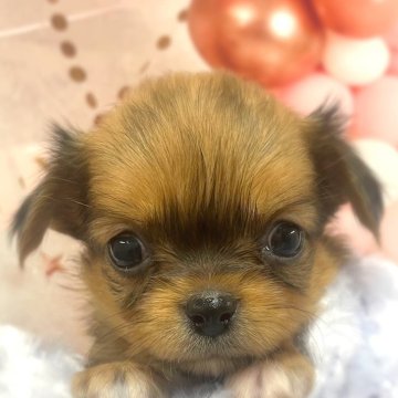 チワワ(ロング)【千葉県・男の子・2025年3月23日・レッド】の写真「美味しいご飯大好き、おっとり屋さんの男の子🥰」