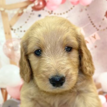 ゴールデンドゥードル(プードル×ゴールデンレトリバー)【千葉県・女の子・2025年9月25日・レッド】の写真「かわいい女の子です😊」