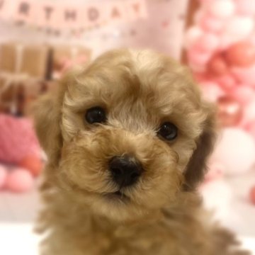 トイプードル(トイ)【千葉県・男の子・2025年3月10日・アプリコット】の写真「兄弟の中で1番小柄な甘えん坊の男の子です🥰」