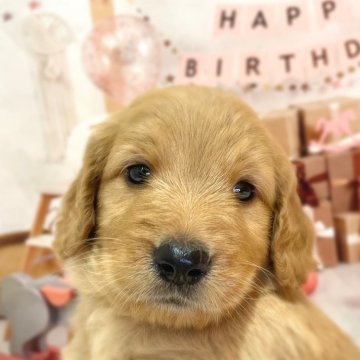 ゴールデンドゥードル(プードル×ゴールデンレトリバー)【千葉県・女の子・2025年9月25日・レッド】の写真「かわいい女の子です😊」