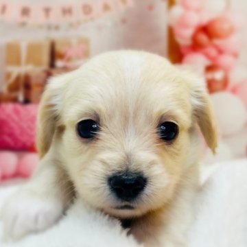 チワックス(チワワ×ダックスフンド)【千葉県・男の子・2025年11月11日・クリーム】の写真「まんまるお顔が可愛らしい男の子です😊」