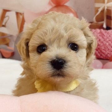 マルプー(トイプードル×マルチーズ)【千葉県・男の子・2026年1月26日・クリーム】の写真「フワフワ可愛いボーイ🥰」