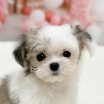チワマル(マルチーズ×チワワ)【千葉県・男の子・2025年9月23日・ホワイト/クリーム】の写真「きゅるきゅるおめめが可愛い男の子🥰」