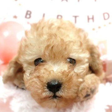 トイプードル(タイニー)【千葉県・男の子・2025年5月6日・アプリコット】の写真「可愛い活発な男の子です☺️」