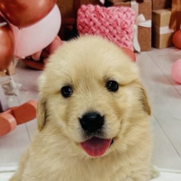 ゴールデンレトリバー【千葉県・女の子・2025年11月29日・ゴールデン】の写真「小柄な女の子です🥰」