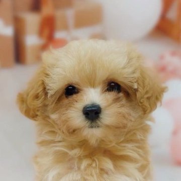 マルプー(マルチーズ×トイプードル)【千葉県・男の子・2025年9月4日・クリーム】の写真「女の子の様なクリクリお目目❤︎小柄で可愛い男の子♪」