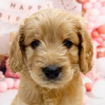 ゴールデンドゥードル(プードル×ゴールデンレトリバー)【千葉県・女の子・2024年12月6日・クリーム】の写真「お目目大きくパッチリさんです☺️」