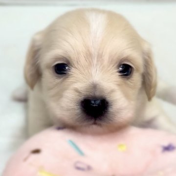 チワックス(チワワ×ダックスフンド)【千葉県・男の子・2025年11月11日・クリーム】の写真「まんまるお顔が可愛らしい男の子です😊」