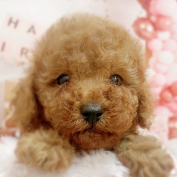 トイプードル(トイ)【千葉県・男の子・2025年5月6日・レッド】の写真「可愛い活発な男の子です☺️」