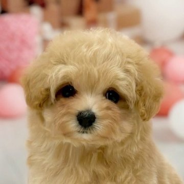 マルプー(マルチーズ×トイプードル)【千葉県・男の子・2025年9月4日・クリーム】の写真「女の子の様なクリクリお目目❤︎小柄で可愛い男の子♪」