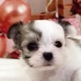 チワマル(マルチーズ×チワワ)【千葉県・男の子・2025年9月23日・ホワイト/クリーム】の写真3