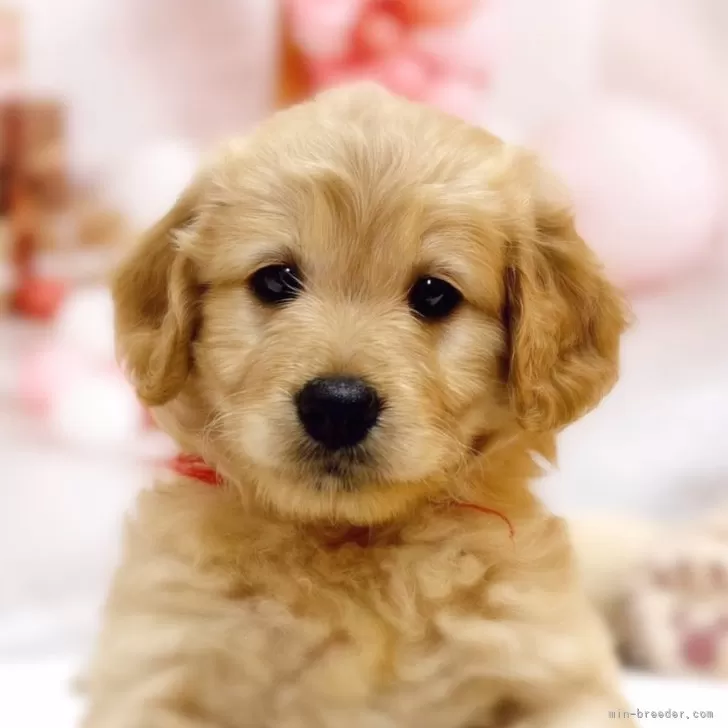 ID：2408-07839の子犬